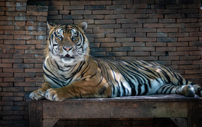 A large striped tiger lies on a wooden table in the zoo
