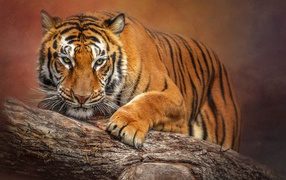 A large striped tiger sits on a dry tree.