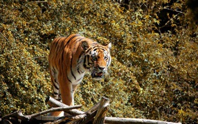 Большой полосатый тигр стоит на деревянном мосту