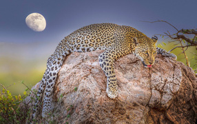 A tired leopard lies on a stone against the background of the moon