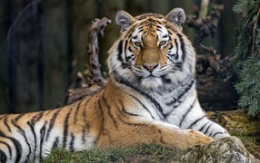 Big Bengal tiger lies on the grass at the zoo