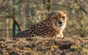 Big cheetah lies on the grass in the sun