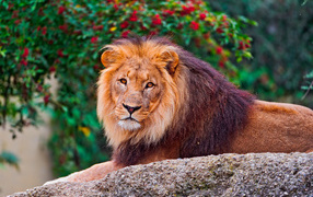 Большой король лев лежит на камне в зоопарке 