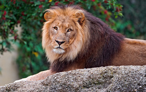 Big lion lies on a stone in a zoo