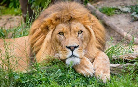 Большой лев лежит на зеленой траве 
