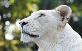 Big lioness with blue eyes looks up.