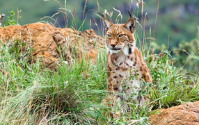 Большая рысь с кисточками на ушах сидит в траве