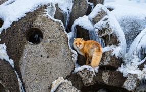 Big red fox on the rocks in winter