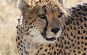 Большой пятнистый гепард крупным планом