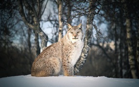 Большая суровая рысь сидит на снегу 