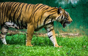 Большой полосатый тигр идет по зеленой траве 