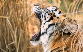 Big striped tiger yawns in the thickets of grass
