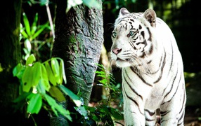 Big white tiger with blue eyes walks through the forest