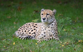 Гепард лежит на зеленой траве 