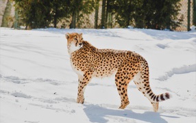 Cheetah stands in the snow at the zoo
