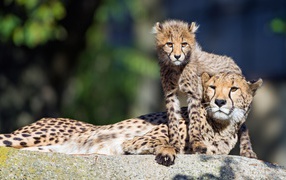 Гепард с детенышем лежат на камне 
