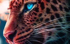 Морда голубоглазого леопарда крупным планом