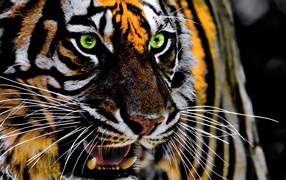 Зеленоглазый полосатый тигр с открытой пастью крупным планом