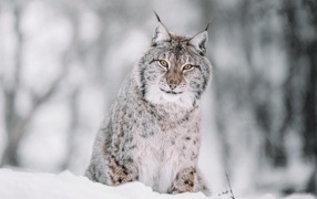 Gray lynx sitting in the snow
