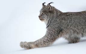 Large predatory lynx on white snow