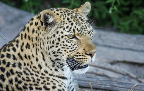 Большой пятнистый леопард отдыхает на земле 