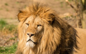 Lion's face with a magnificent mane