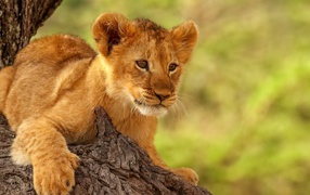 Little lion cub lies on a tree branch