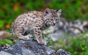 Little lynx cub stands on a stone