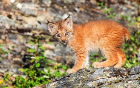 Lynx cub in the sun on a stone