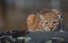 Lynx hiding on a big stone