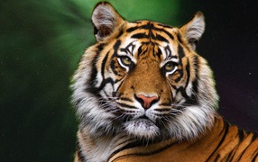 Muzzle of a large striped tiger on a green background