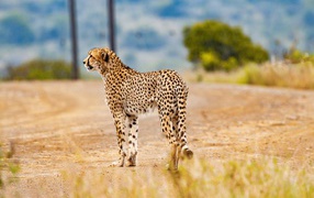 Predatory cheetah in tropical savanna