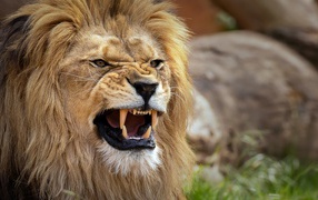 Острые клыки у грозного льва