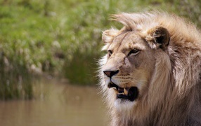 Sharp fangs of a severe African lion