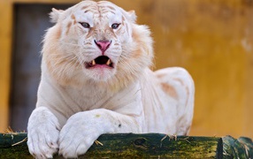 Sharp fangs of the fearsome white tiger