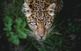 Spotted Leopard looks up