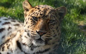 Spotted leopard lies on the green grass in the sun.