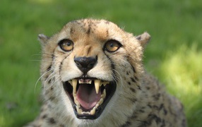 Грозный оскал гепарда с острыми клыками 