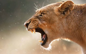 Грозный оскал львицы крупным планом