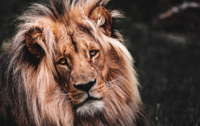 Морда грустного льва с пышной  гривой