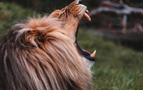 Лев открыл пасть с острыми клыками 