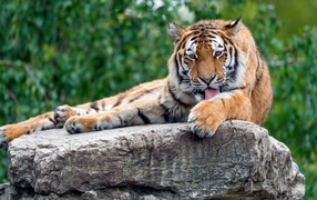 Полосатый тигр умывается на камне 