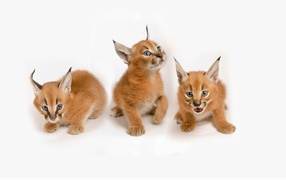 Three little lynx kittens on a white background