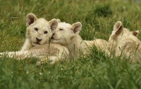 Три маленьких белых львенка лежат на зеленой траве