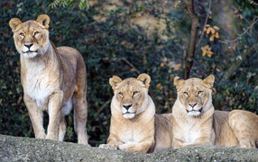 Three majestic lionesses relax in the sun