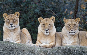 Three serious big lionesses lie on a stone