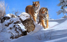 Two large striped tigers in the forest in winter