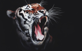 Yawning striped tiger on a black background