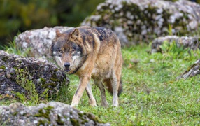 A big gray wolf walks on the grass near the stones