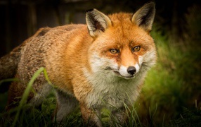 Большая хищная лиса крадется по зеленой траве